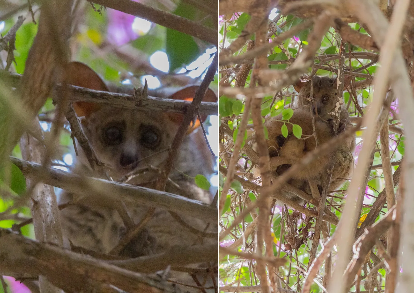 Bush Babies