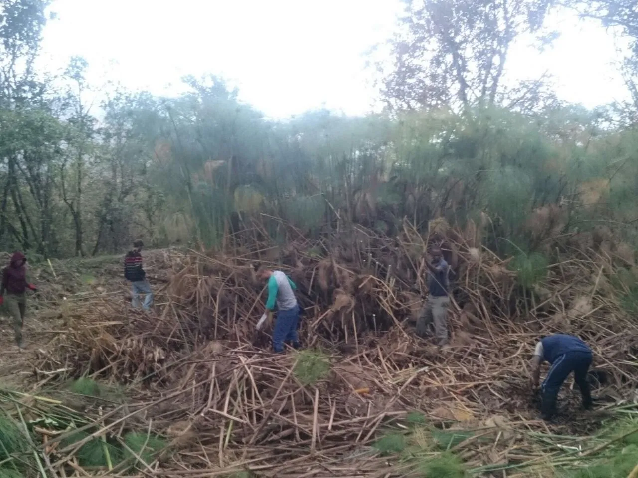 Dam clearing