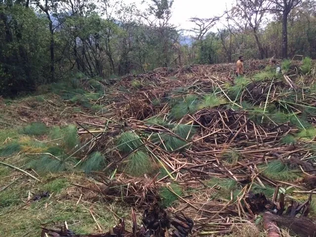 Dam clearing