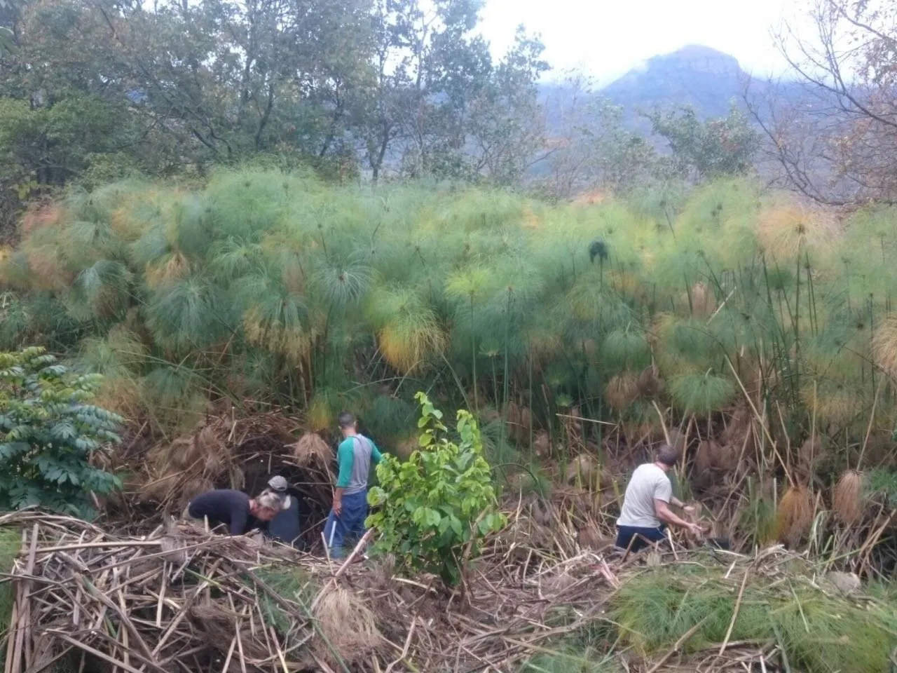 Dam clearing