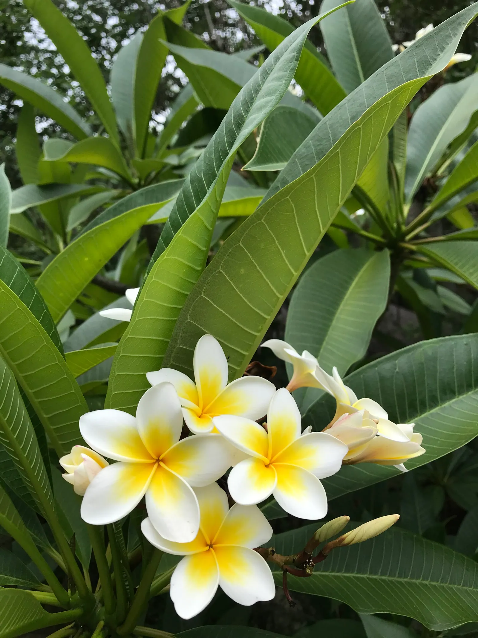 Frangipanis