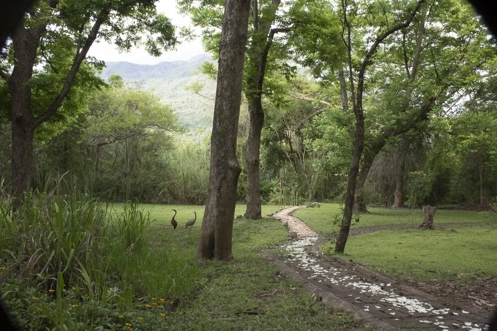 Garden path through indigenous forest