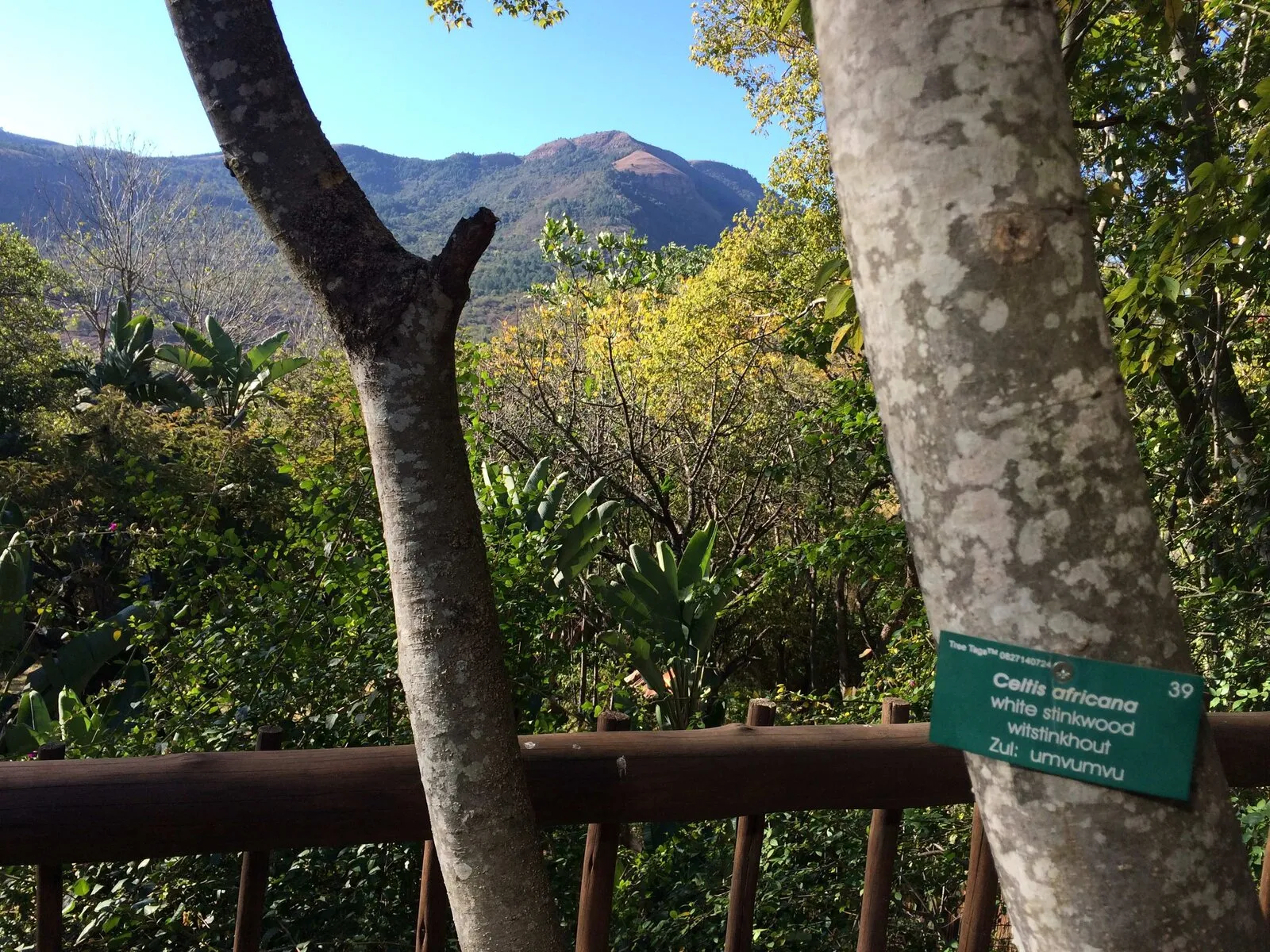 Marked indigenous tree at Old Joe's Kaia