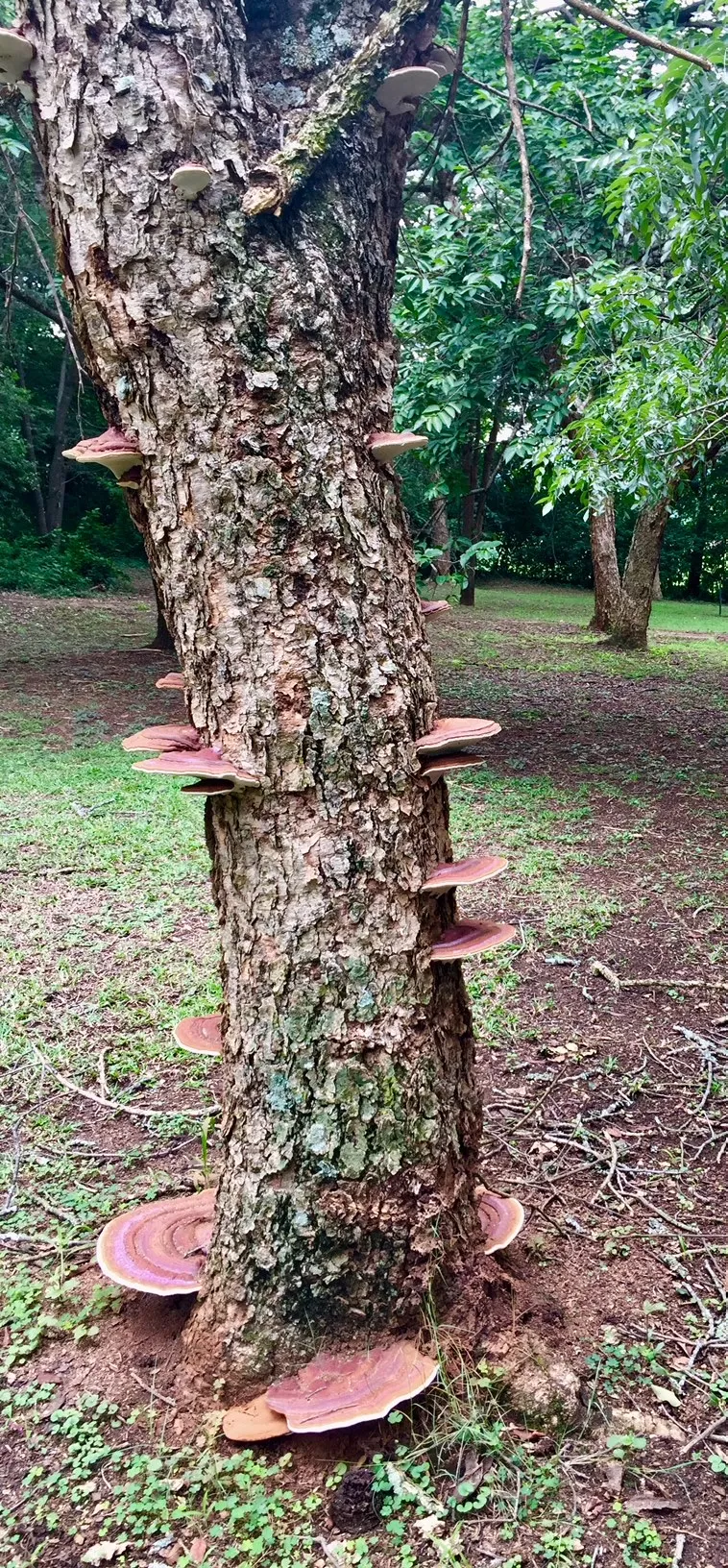 Paperbark Thorn Tree
