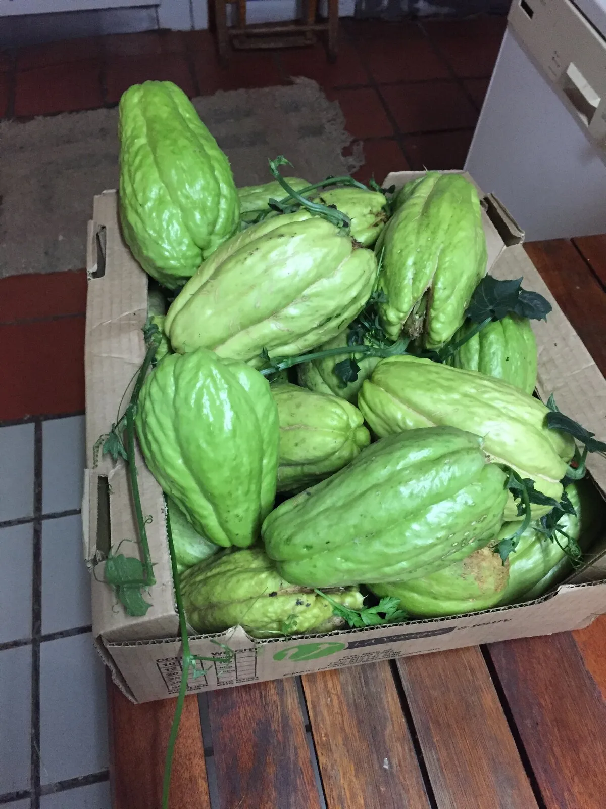 Shu Shu — a Gourd in our Garden