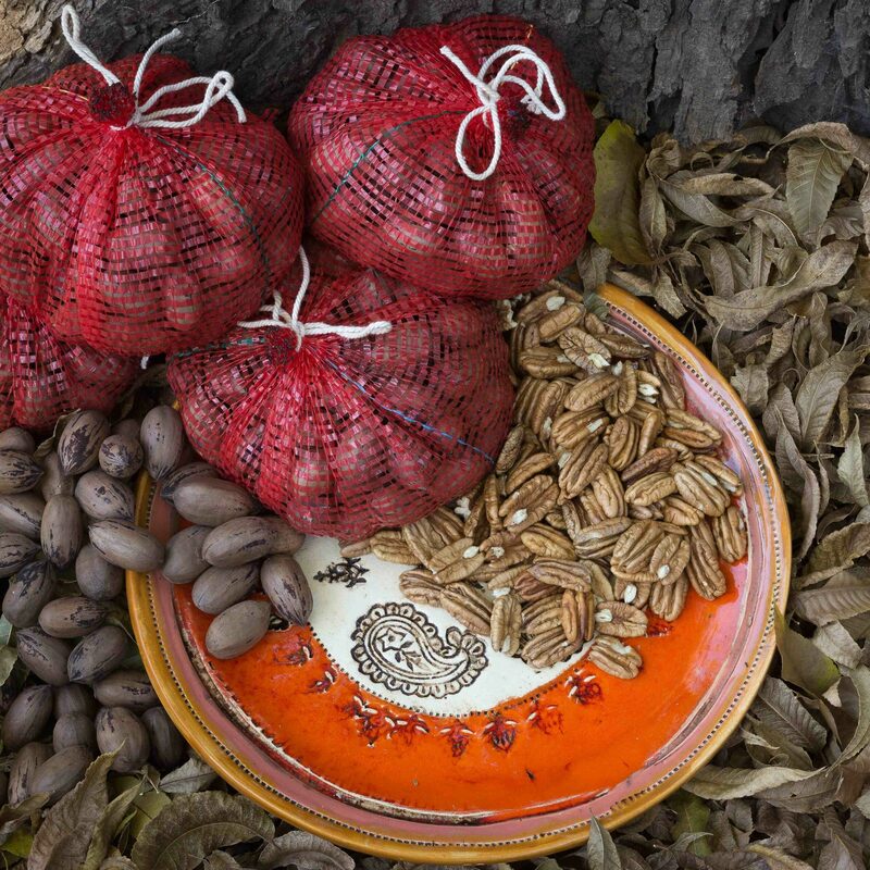 Unshelled Pecan Nuts